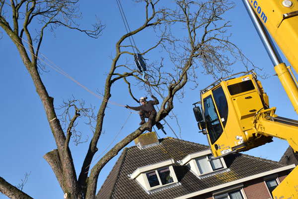 Medewerker H4A Groen op hoogte snoeit bomen