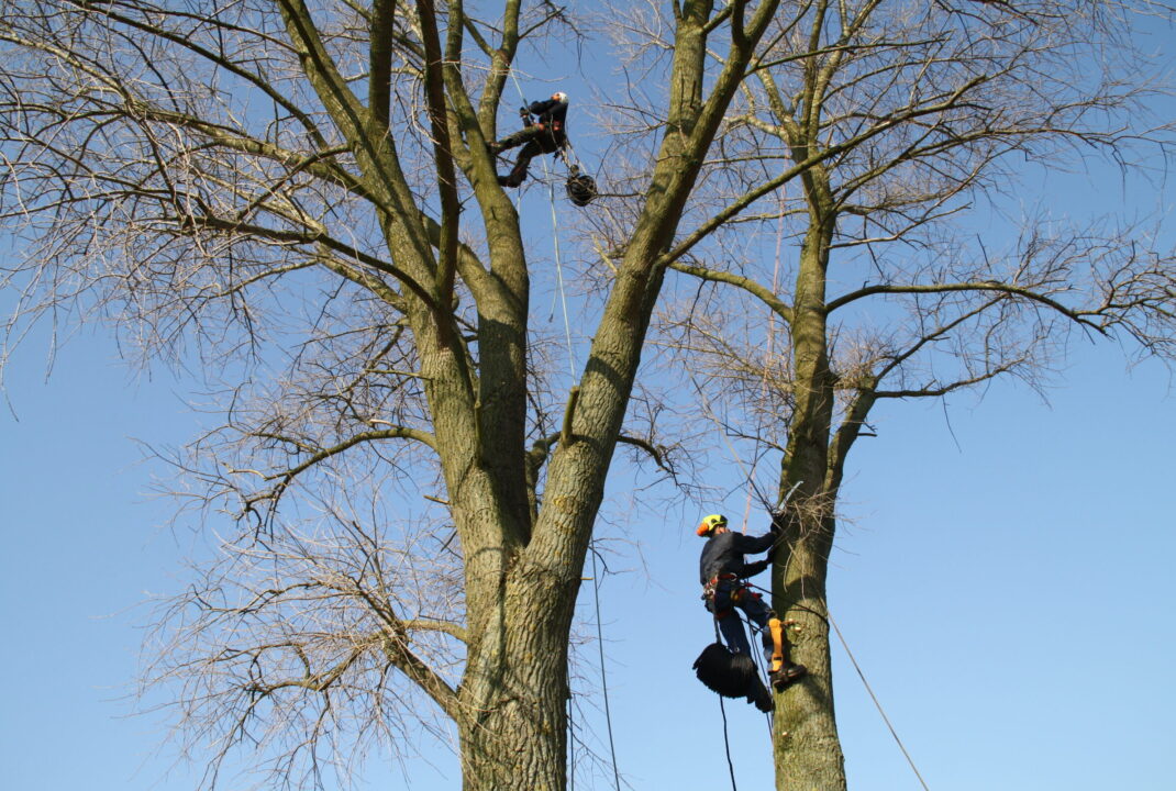 Medewerker H4A Groen op hoogte snoeit bomen