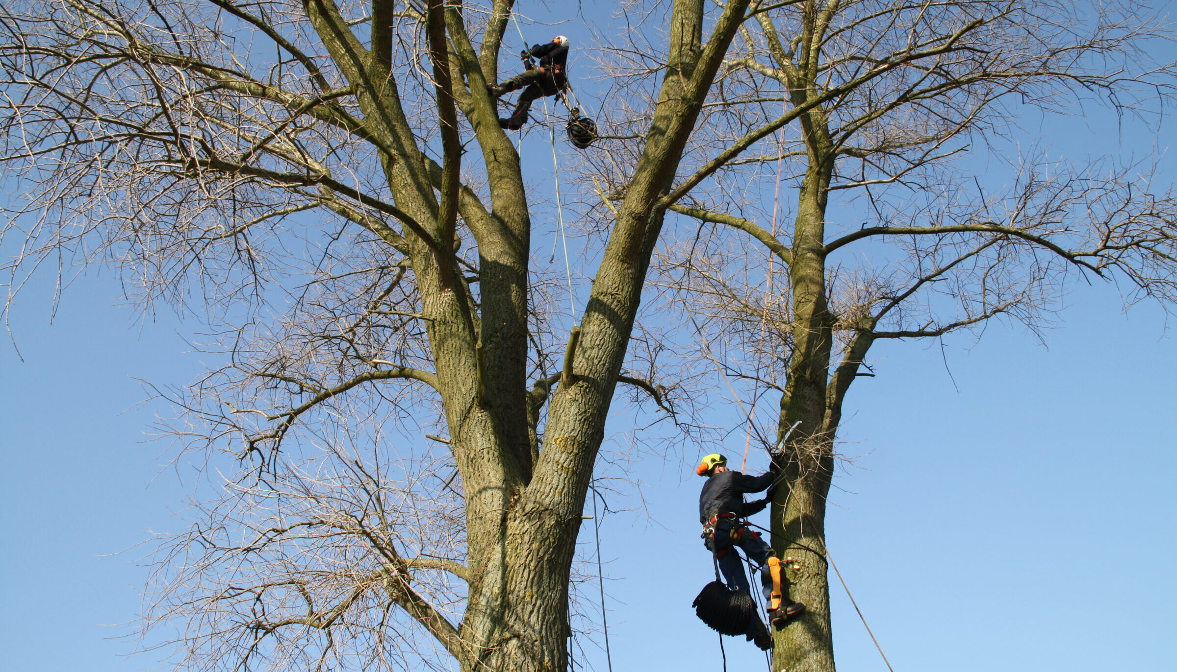 Medewerker H4A Groen op hoogte snoeit bomen