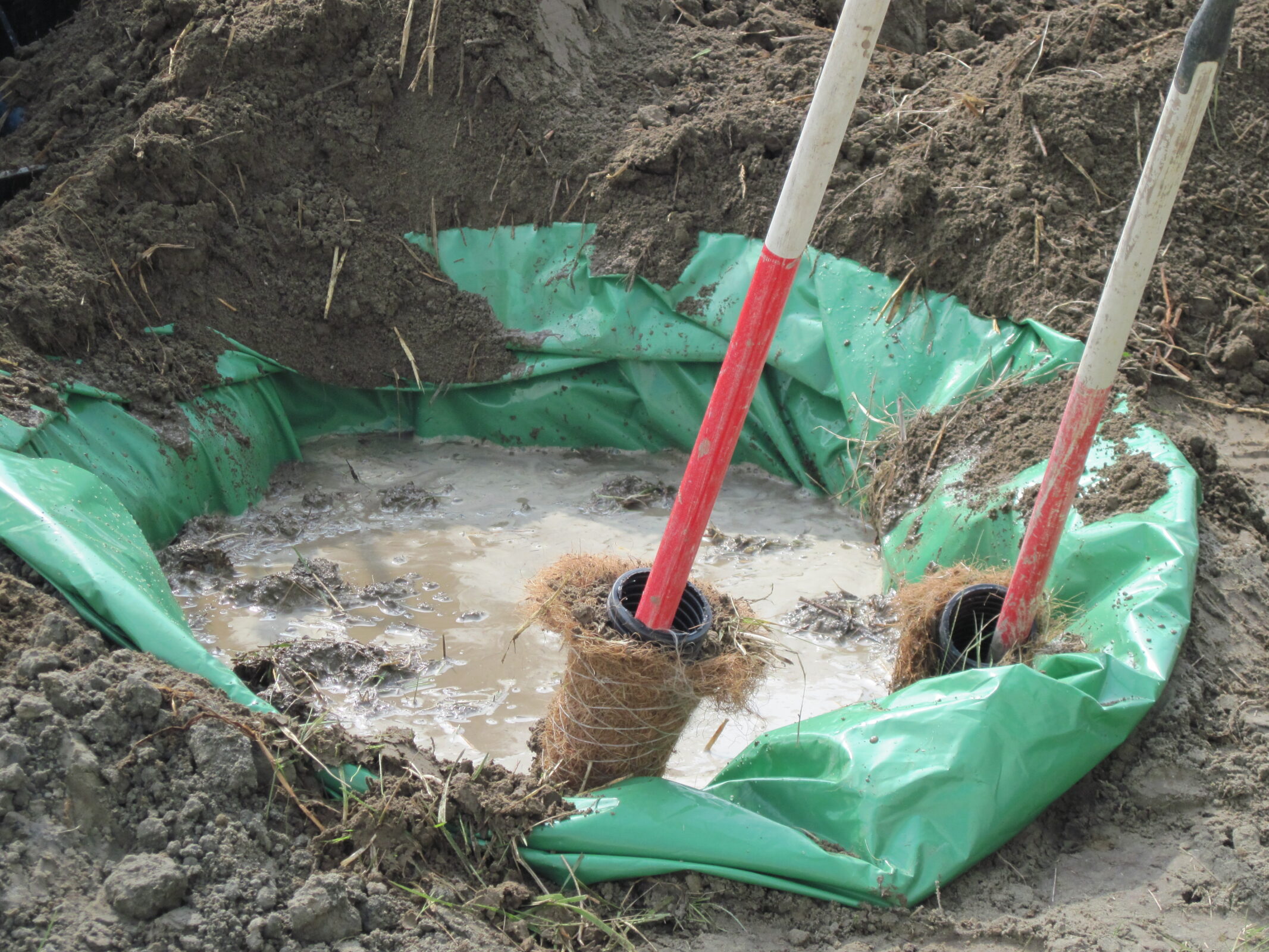 Fytoremediatie door H4A Groen