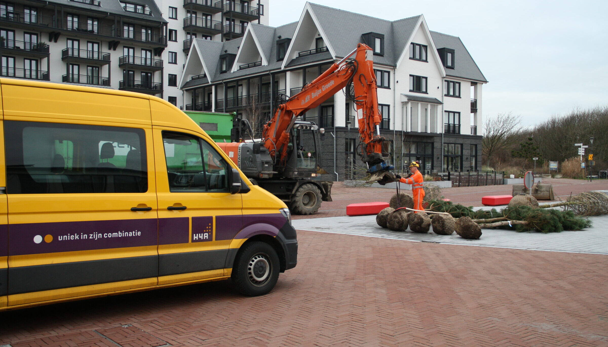 Medewerker H4A Groen plant nieuwe bomen aan in Cadzand