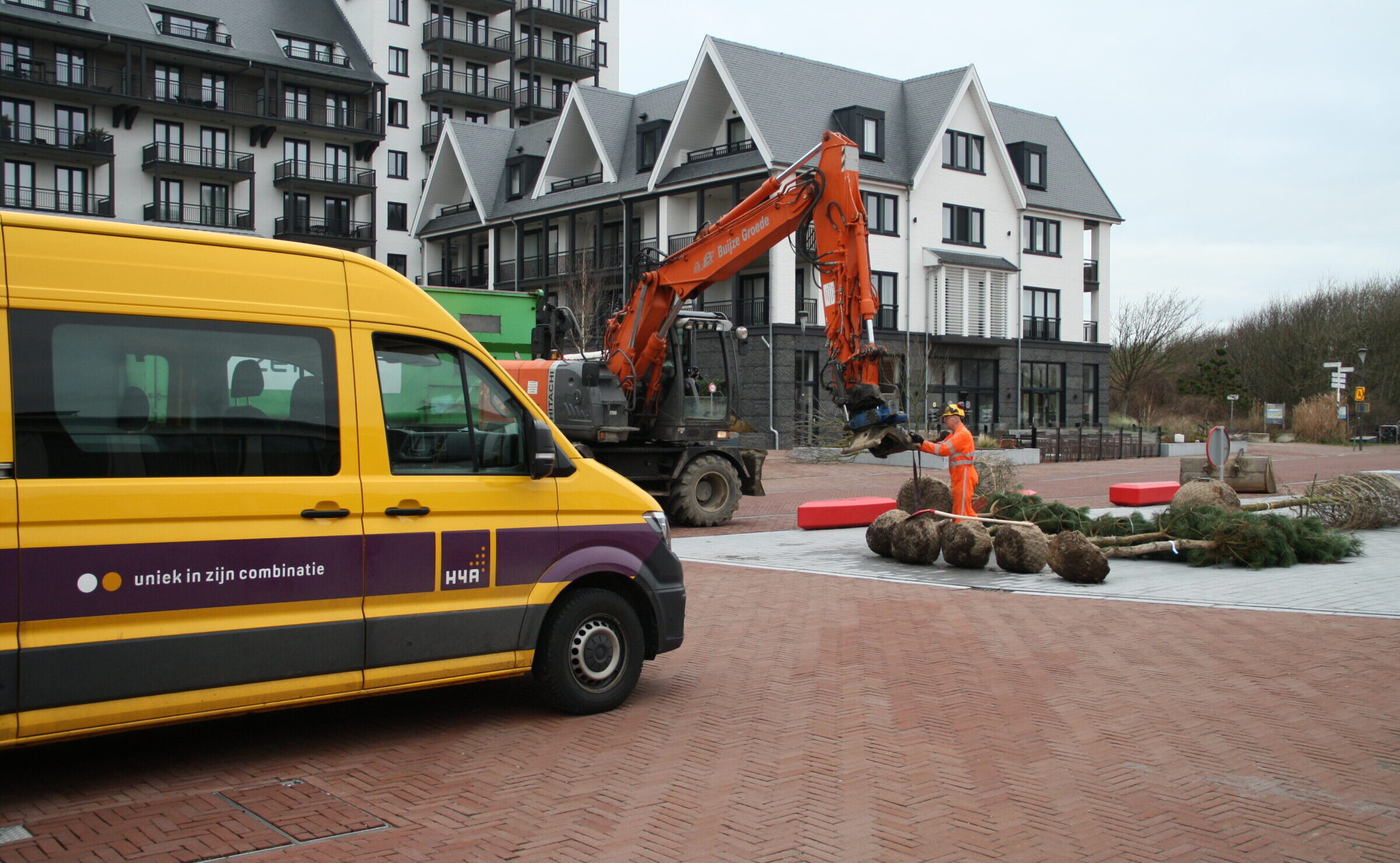 Medewerker H4A Groen plant nieuwe bomen aan in Cadzand