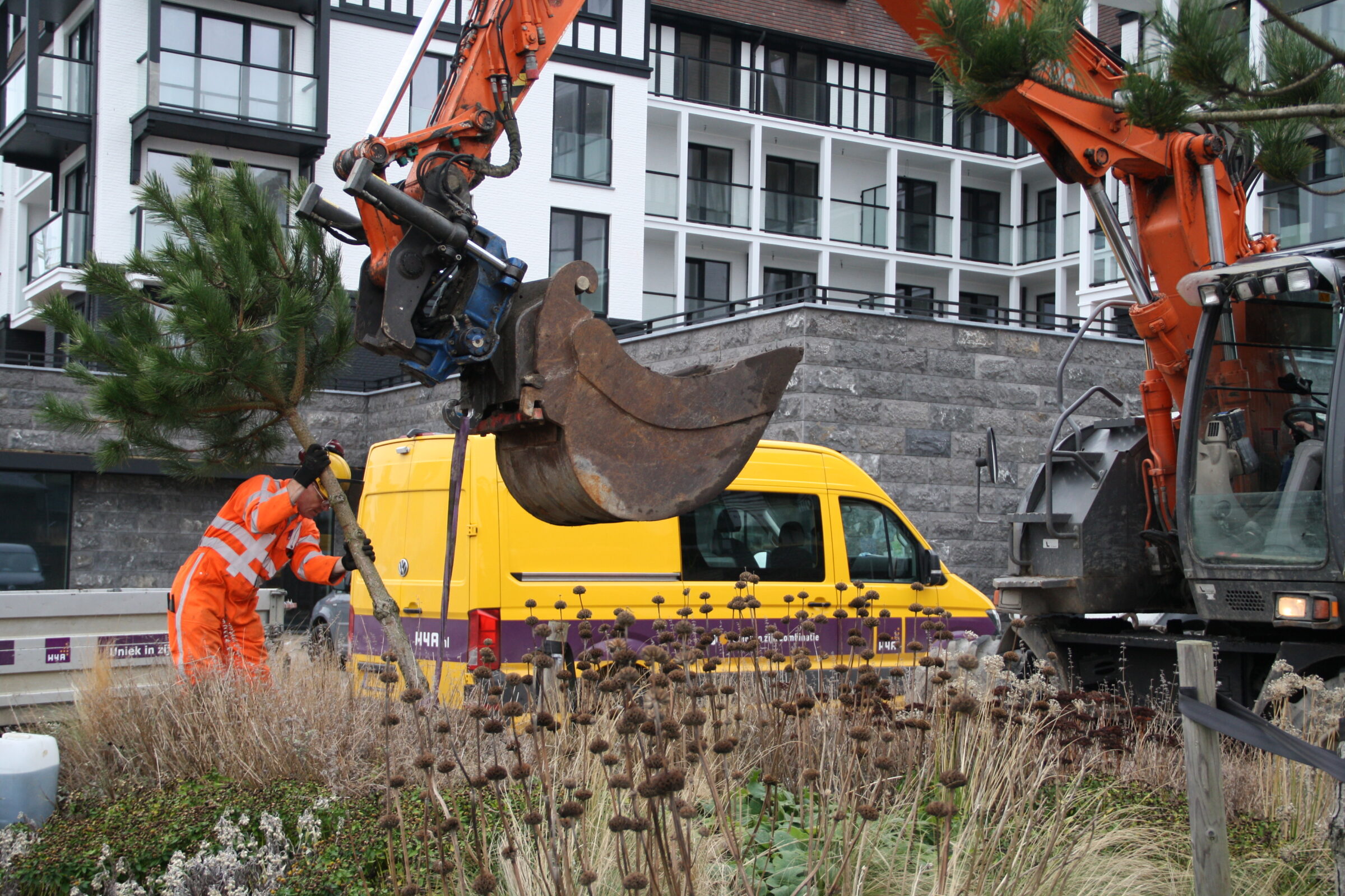 Medewerker H4A Groen plant nieuwe bomen aan in Cadzand