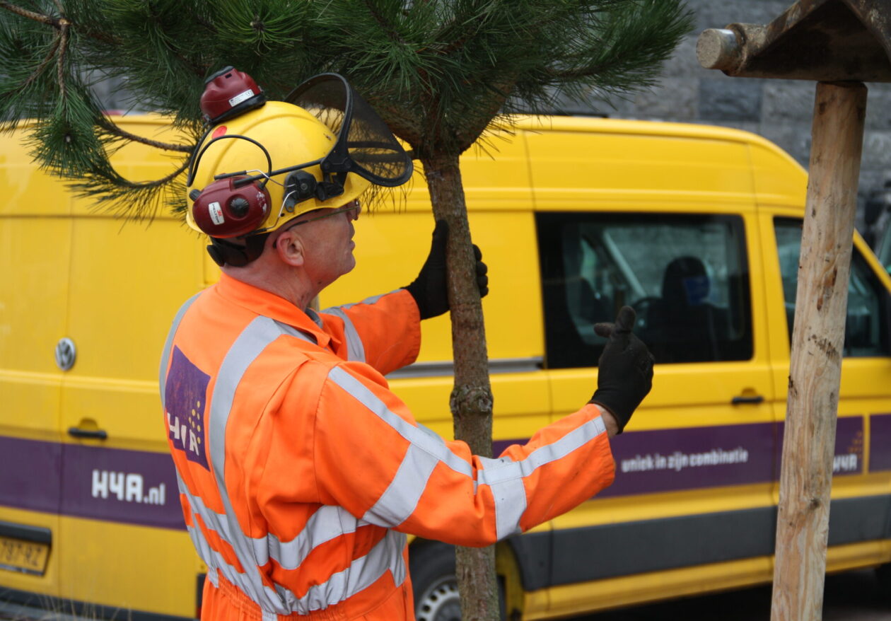 Medewerker H4A Groen plant nieuwe bomen aan in Cadzand