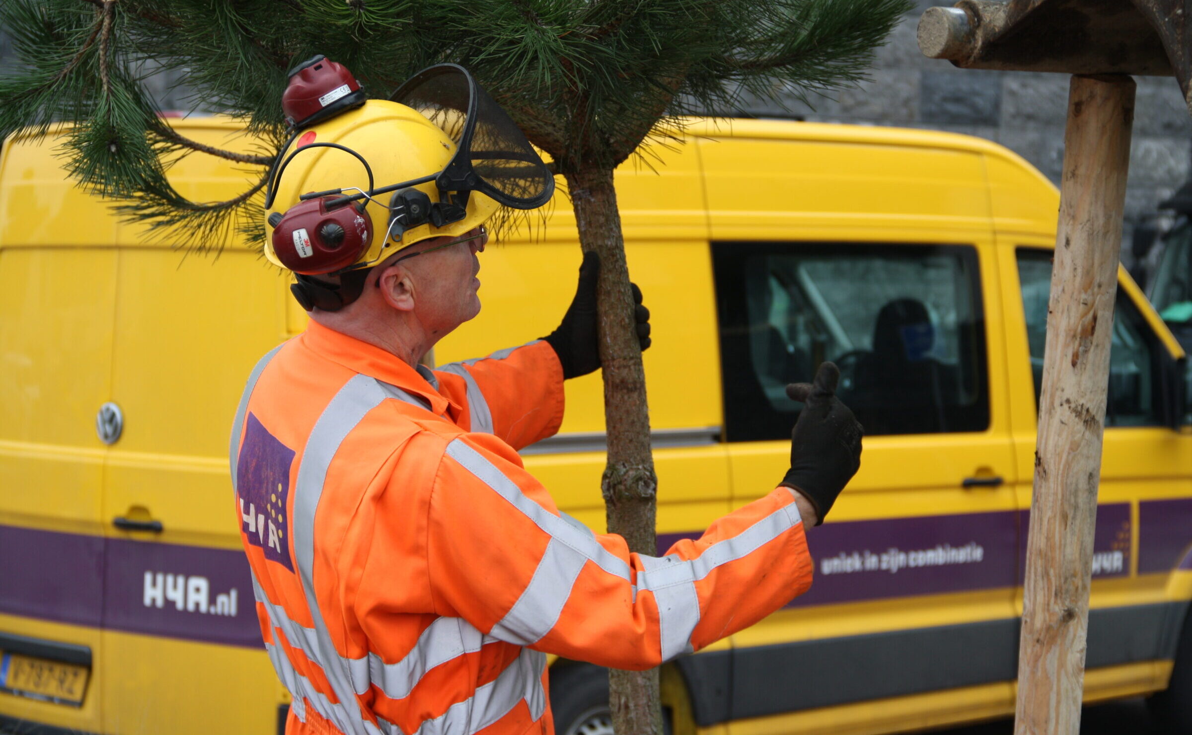 Medewerker H4A Groen plant nieuwe bomen aan in Cadzand