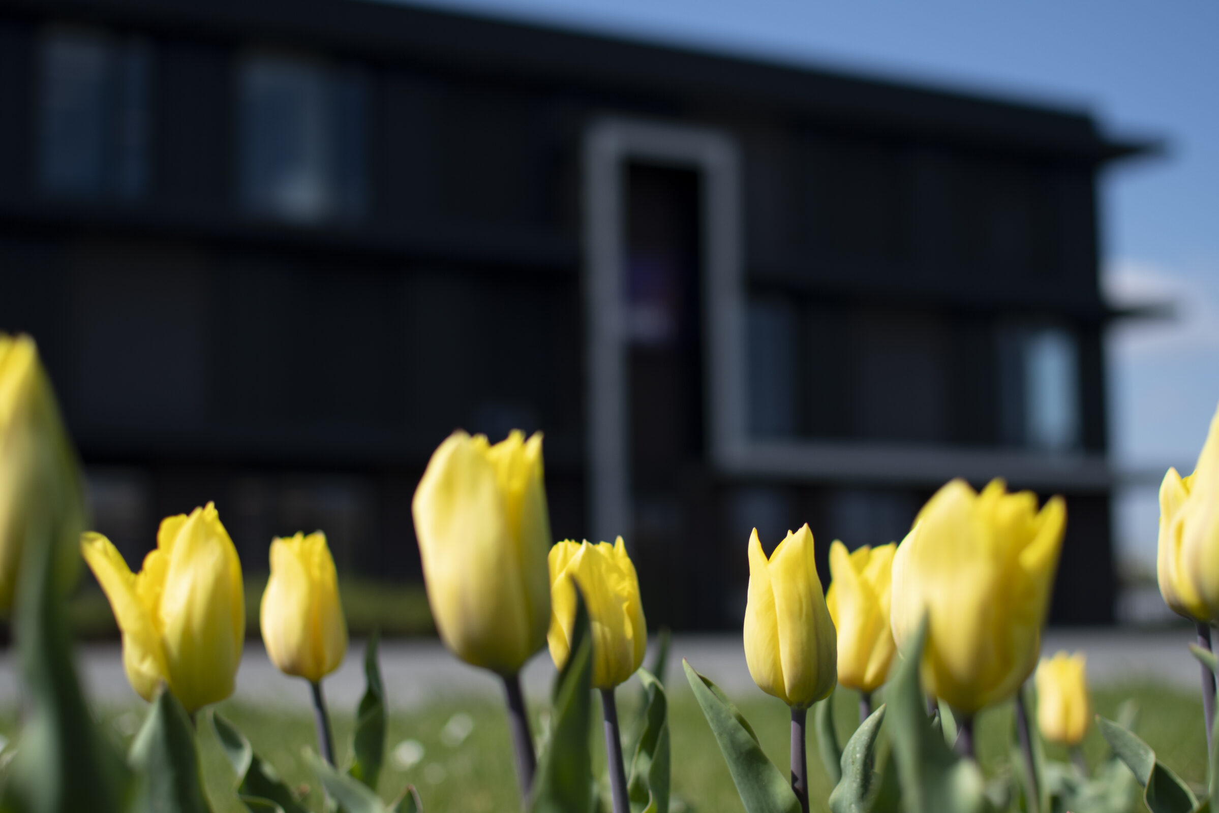 Gele tulpen bij hoofdkantoor H4A in Sas van Gent