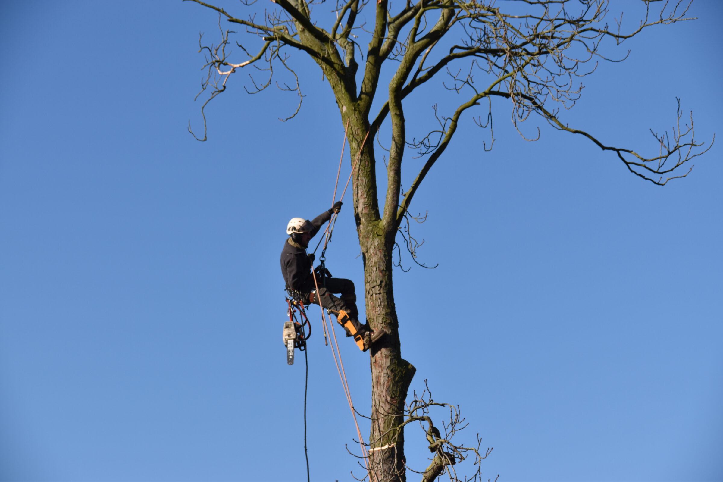 Medewerker H4A Groenvoorziening rooit een boom op hoogte