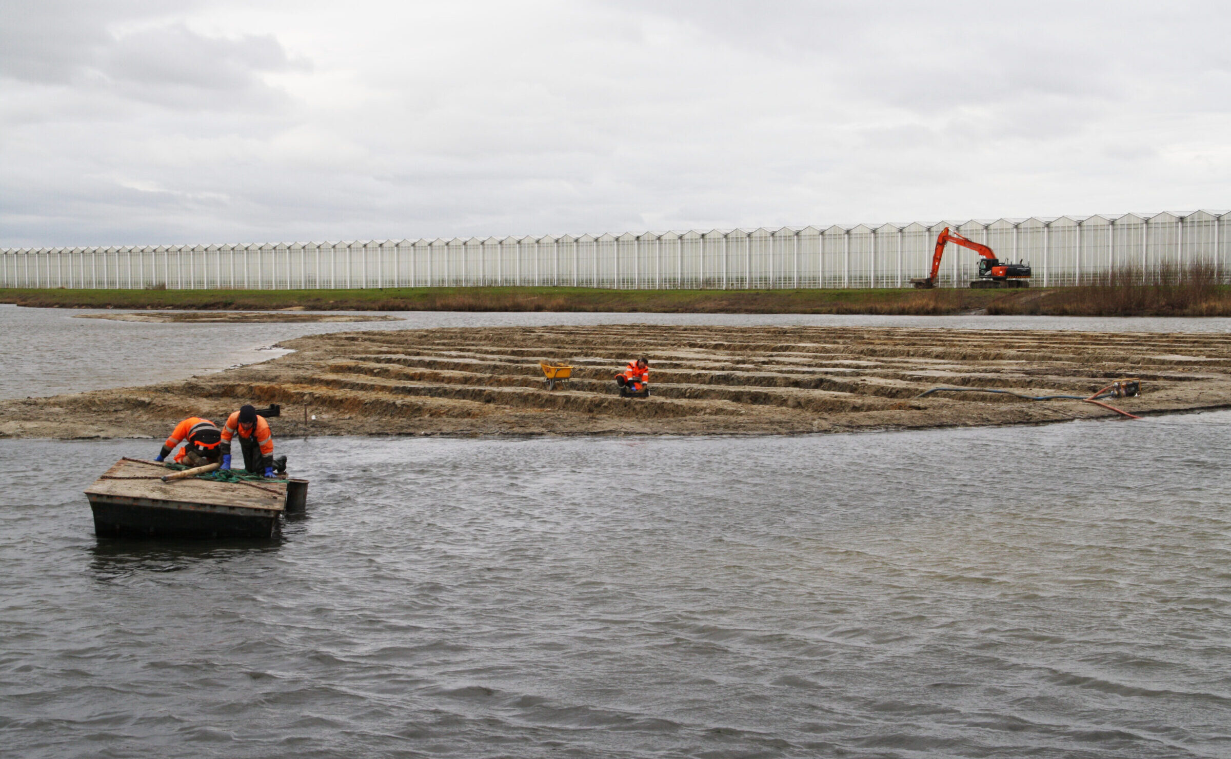 Medewerker van H4A Groen plant riet en wilgentenen op een vogeleiland in Westdorpe