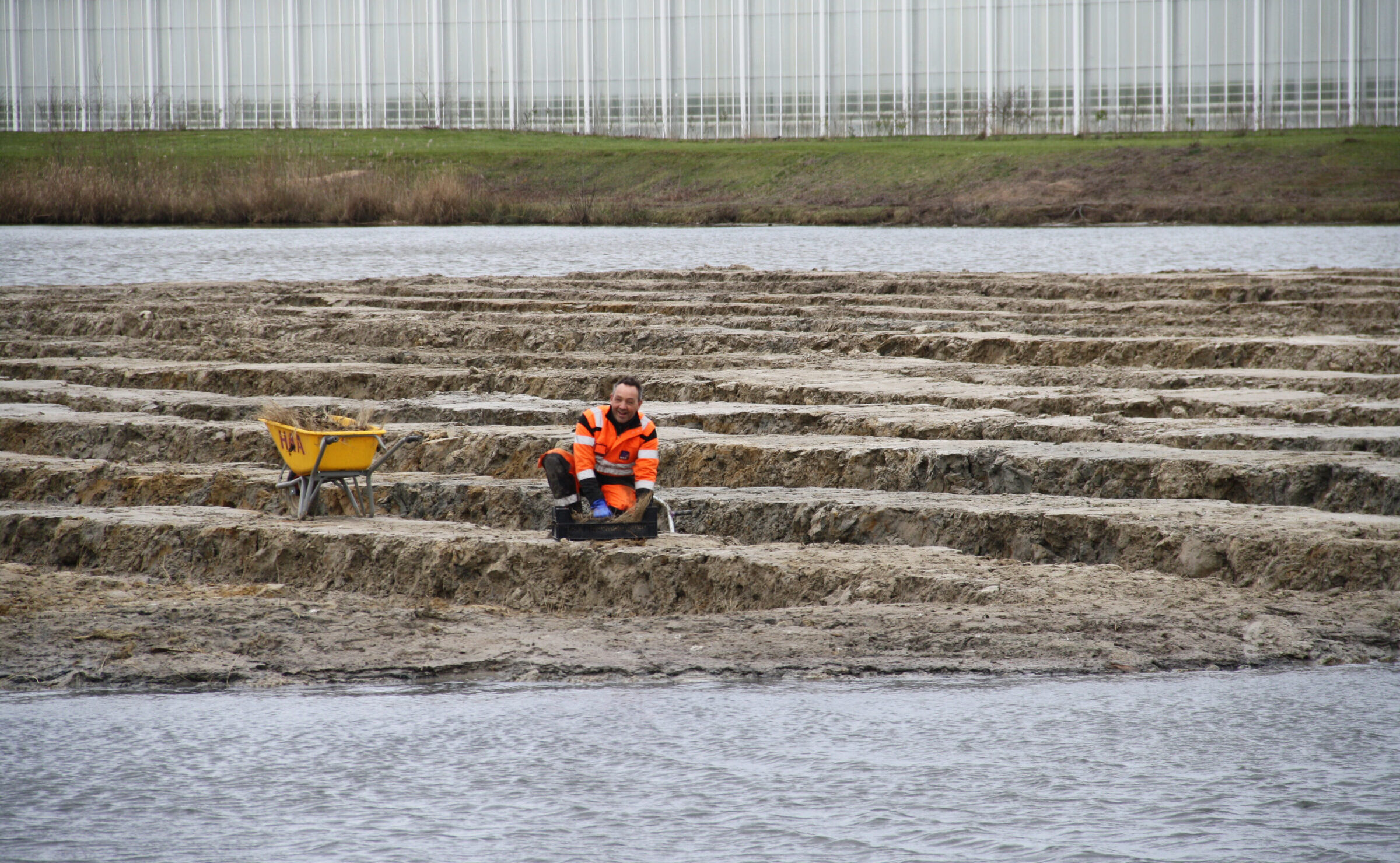 Medewerker van H4A Groen plant riet en wilgentenen op een vogeleiland in Westdorpe