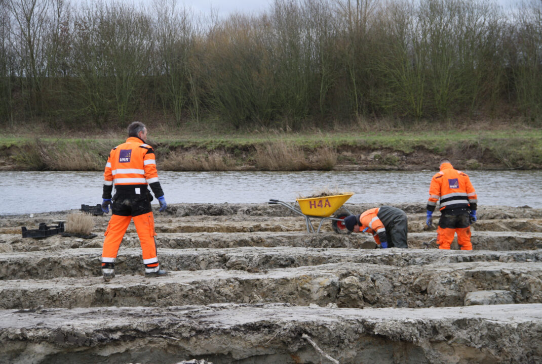 Medewerker van H4A Groen plant riet en wilgentenen op een vogeleiland in Westdorpe