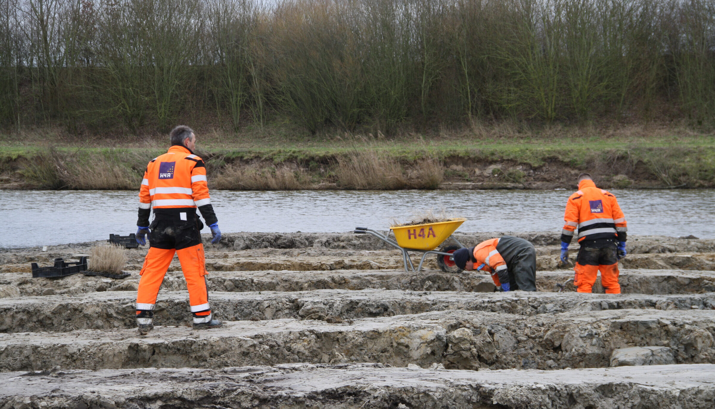 Medewerker van H4A Groen plant riet en wilgentenen op een vogeleiland in Westdorpe