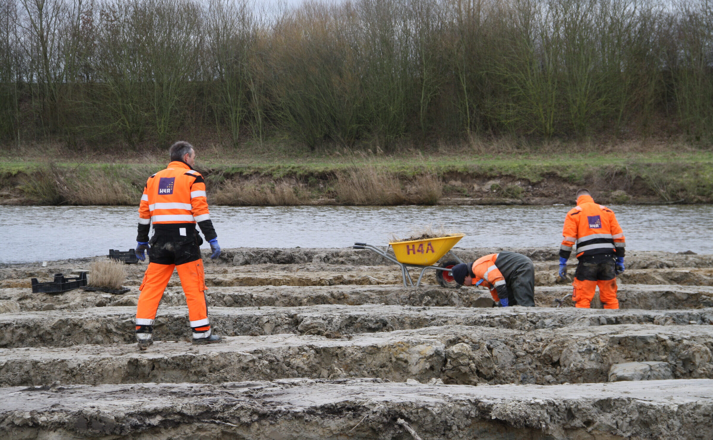 Medewerker van H4A Groen plant riet en wilgentenen op een vogeleiland in Westdorpe