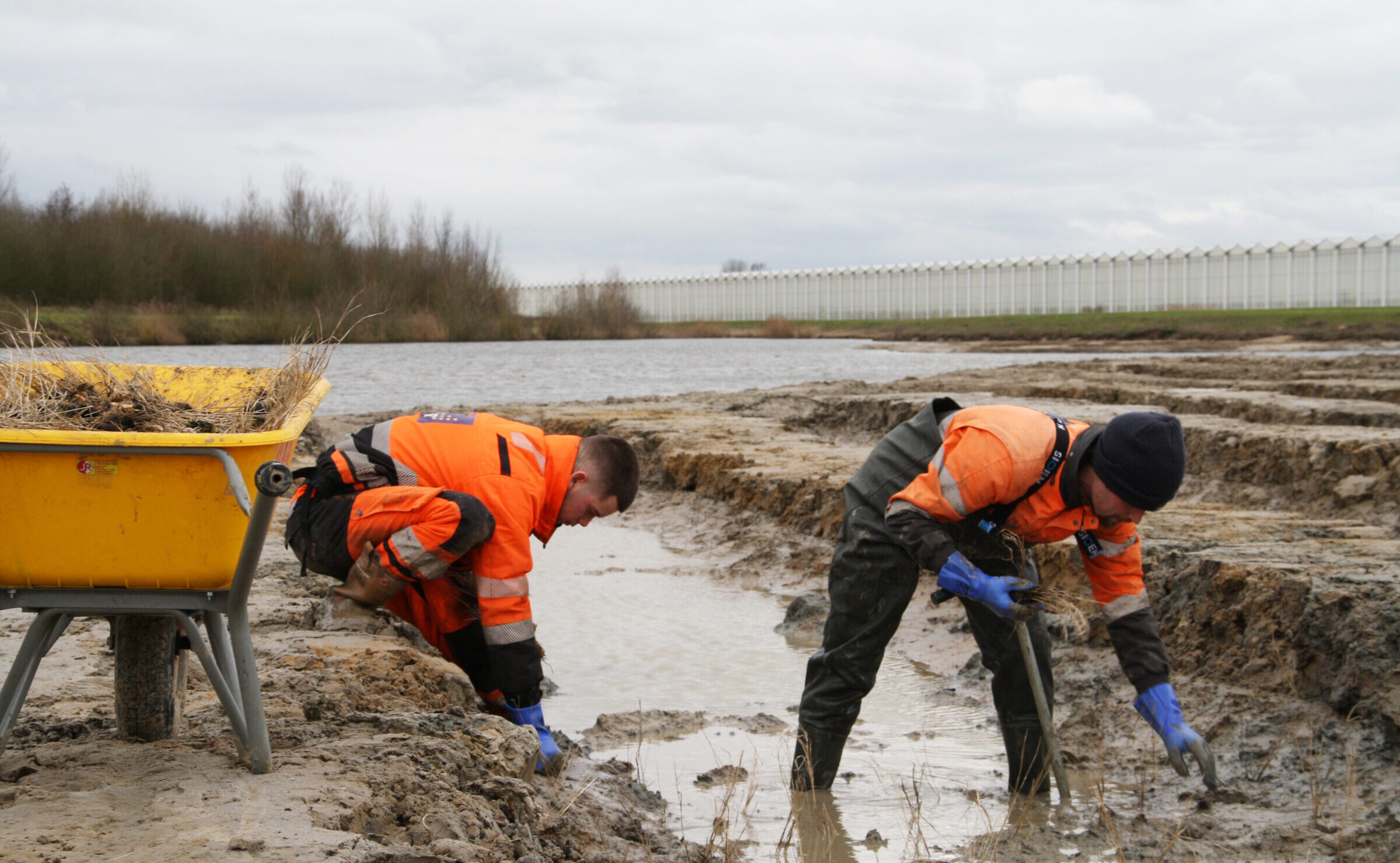 Medewerker van H4A Groen plant riet en wilgentenen op een vogeleiland in Westdorpe