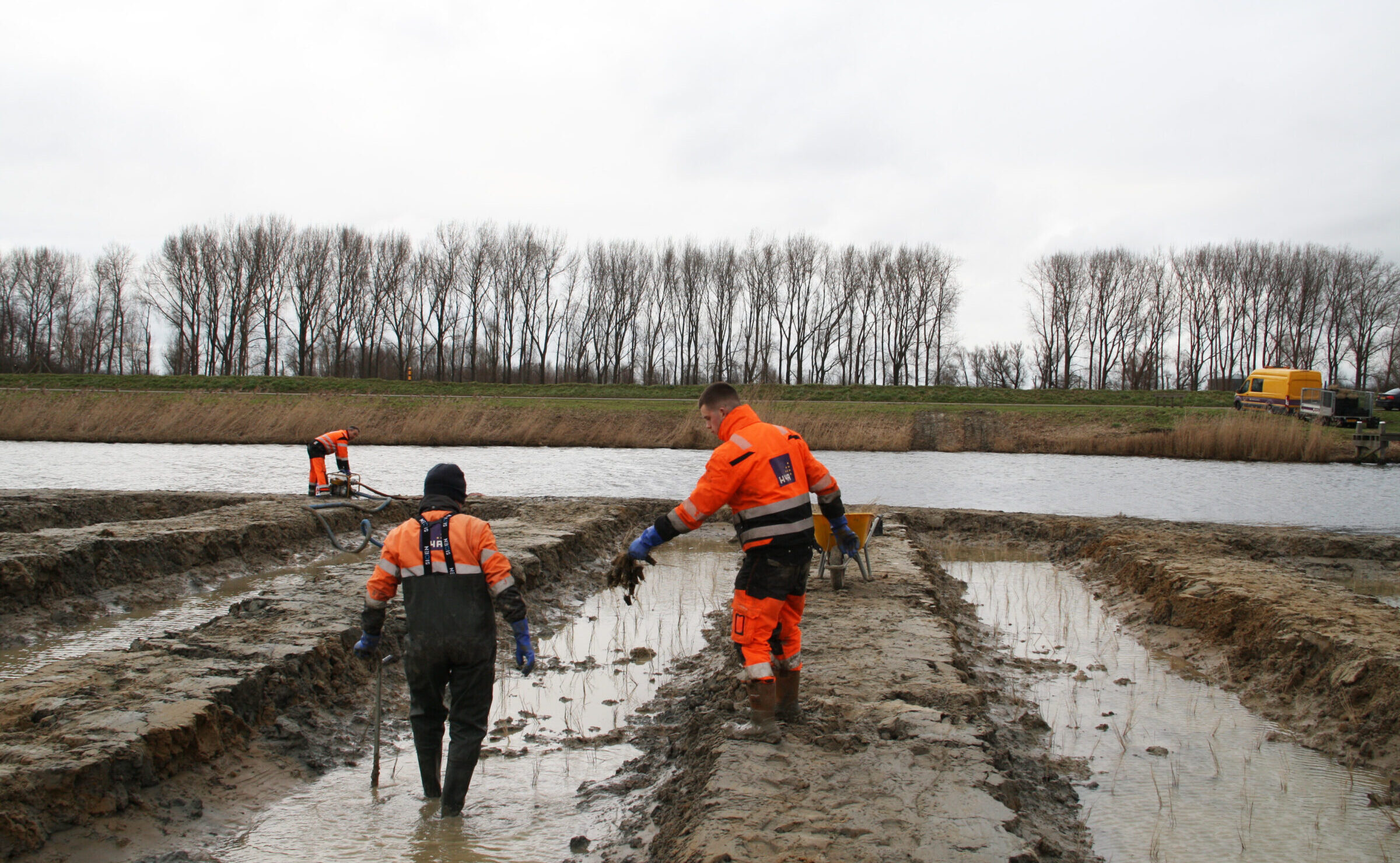 Medewerker van H4A Groen plant riet en wilgentenen op een vogeleiland in Westdorpe