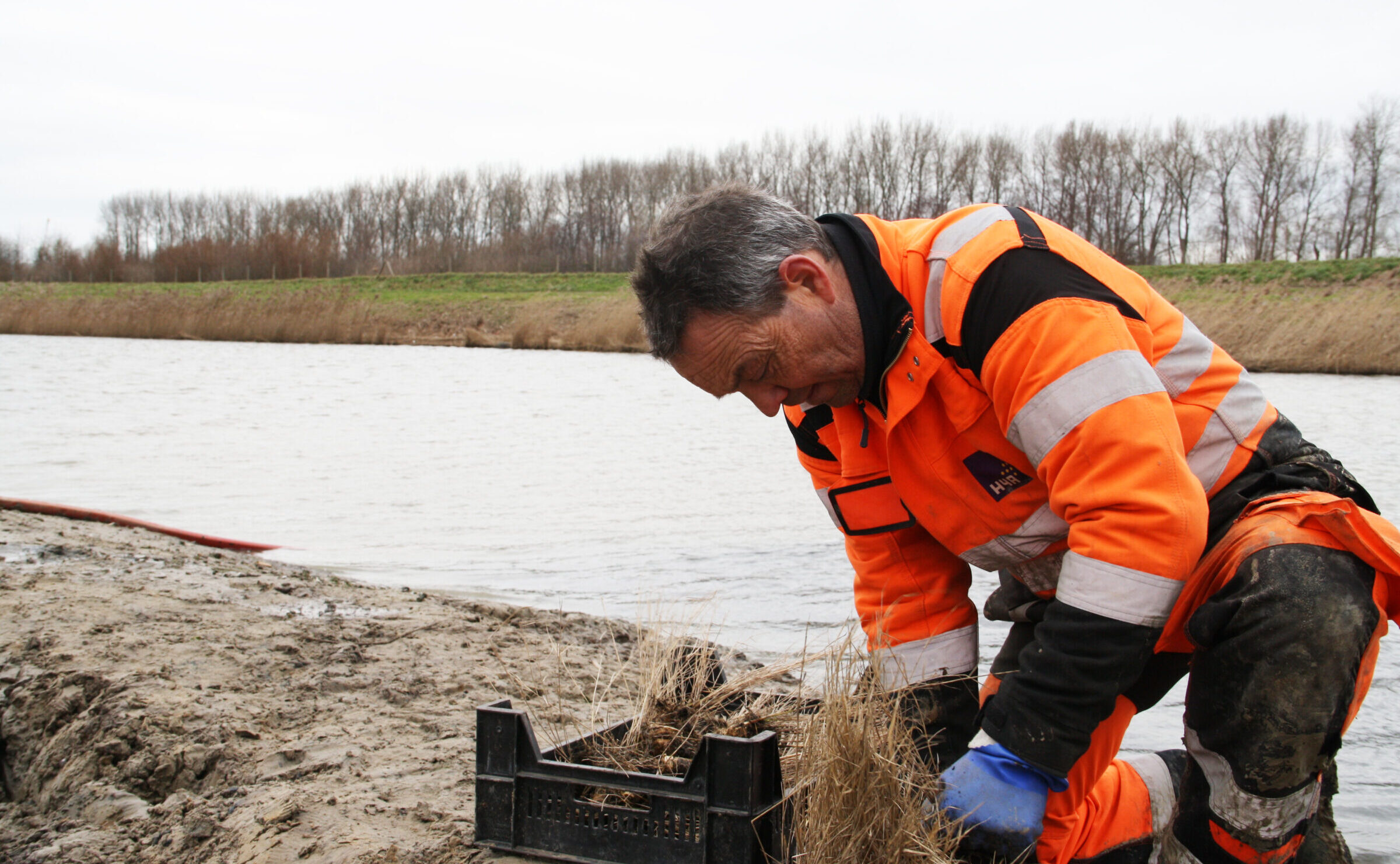 Medewerker van H4A Groen plant riet en wilgentenen op een vogeleiland in Westdorpe